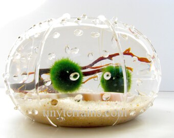 Mother's Day Gift Terrarium, Marimo Moss Ball Terrarium Kit, Glass Urchin Vase, Personalized, 23 colors, Gift Wrap, Card, Fast Shipping