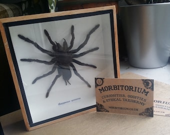 Framed tarantula spider