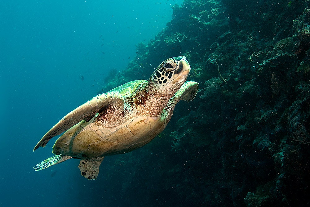 Sea Turtle Decor Underwater Photography print of Sea Turtle