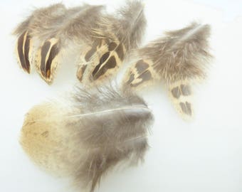 Assortment of small feathers. Lot 5