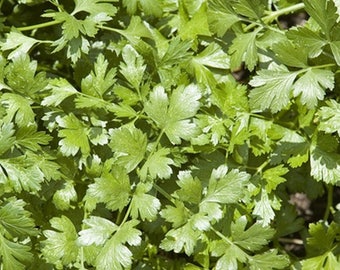 Arugula- Rocket- 200 Seeds