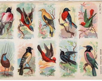 1895 exotic bird print assortment of birds original antique exotic ornithology lithograph