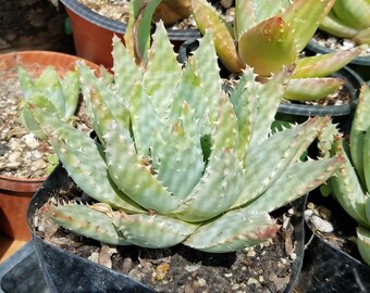Aloe Brevifolia - Beautiful Star Shaped Aloe - Gray/green w/ large red flower as pictures. Plant 4+ in diameter shown in 5.5 inch container
