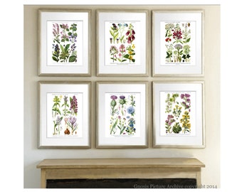 Wild Flowers Botanical Prints set of 6 Botanical Prints English wild flowers pastel room above mantel wall art antique botanical art