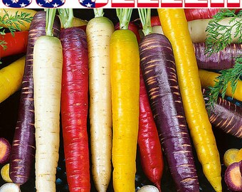150+ ORGANICALLY Grown Rainbow Blend Carrot Seeds Heirloom NON-GMO Rare Healthy Flavorful