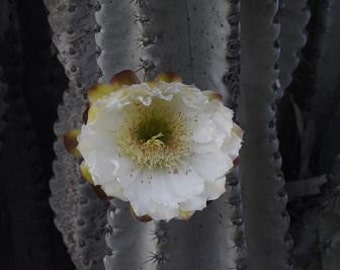 The Cactus flower