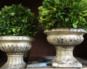 Preserved Boxwood Topiary in Antiqued Ceramic Urn