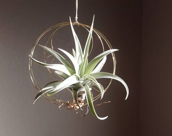 Moon Air Plant Nest, Hanger, Hanging Airplant Holder, Celestial Boho Decor, Display, House Warming, Hostess Gardening Gift, Wall Planter