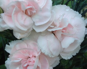 Fragrant Carnation La France Chabaud Dianthus Sweet Spicy Aroma Velvety Soft Petals Perennial Cut Flower English Garden Seeds