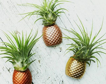 3 Pineapple Magnets/Air Plant magnet/Pineapple decor/Air Plant Holder/Air Planter/Concrete Planter/Bridesmaid Gift/Pineapple/Office Planter