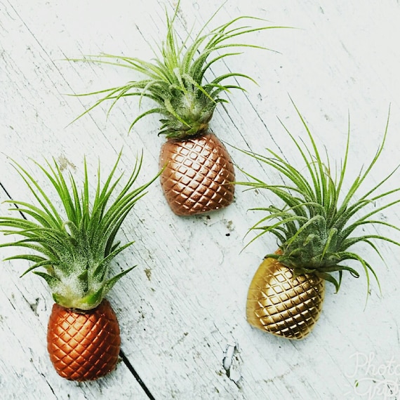 3 Pineapple Magnets/Air Plant magnet/Pineapple decor/Air Plant Holder/Air Planter/Concrete Planter/Bridesmaid Gift/Pineapple/Office Planter