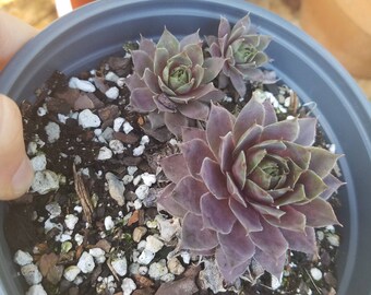 Sempervivum Desert Bloom