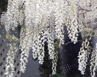 Organic White Japanese Wisteria Seeds - Very Fragrant and Ornamental!!