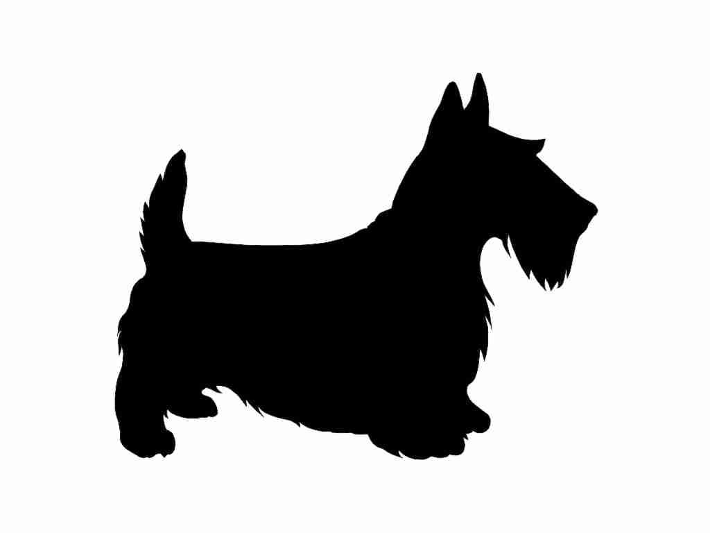 Toto Popular Name For Dogs Toto Popular Name For Dogs