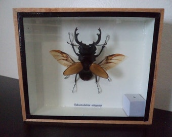 Taxidermy Real Stag Beetle Odontolibis Elgans Beetle Opened Winged Boxed Insect Display Taxidermy Entomology