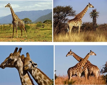Lot Of 12 Giraffes Fabric Panel Quilt Squares