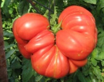 Bigzarro Heirloom Tomato Seeds