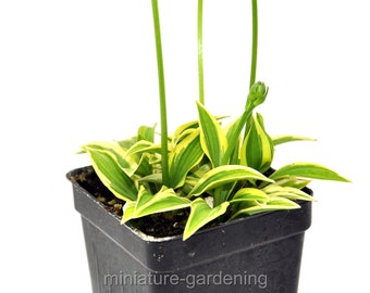 Hosta Cookie Crumbs for Miniature and Fairy Gardens