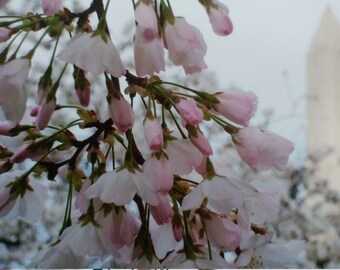 Photo: Cherry Blossom Washington Monument
