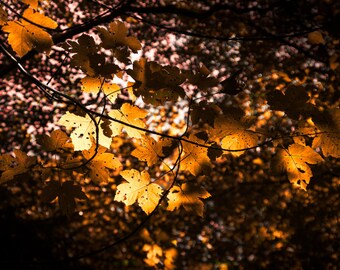 Autumn Leaves- Original Landscape/Abstract Photo Print Artwork