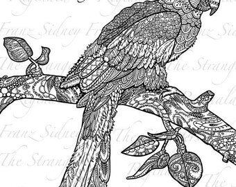 Reginald the parrot