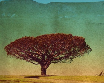 There was a large tree on a hill... - 11x14 Original Signed Fine Art Photograph