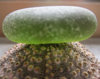 Green olive Sea Glass / Thick Beach Glass/jewelry ,pendant making;collection/Art.V-174