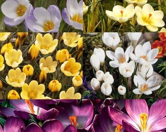 10 Bulbs, Fall Blooming Jumbo Saffron Crocus Sativus Grand Collection 5/+ cm Bulbs Non-Chinese, USDA inspected (US ONLY)