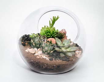 Succulent Terrarium - 6" Glass Orb Terrarium with Succulent Plants