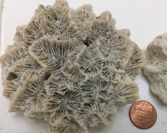 709 Trio of small med large corals terraiums salt water aquariums collage sculpture