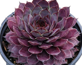 Plum Parfait Hens & Chicks - Sempervivum - Indoors/Out - 3.5" Pot - Chick Charms