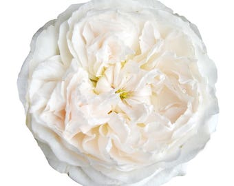 Fresh David Austin Garden Roses