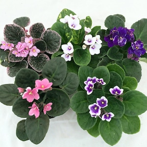 Hirt's Novelty African Violet - 4" Clay Pot/Better Growth - Best Blooming Plant