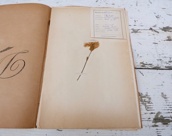 Vintage 1939 French herbarium/botanical plate/ Oueillet Girofle