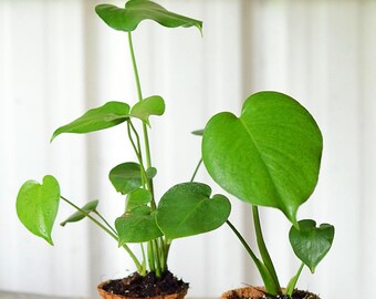 Monstera deliciosa, Fast Growing Tropical Fruit Vine, Live Plant Ships in 100% Biodegradable 4" Coconut Fiber Planter