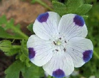 1,000 Five Spot Flower Seeds