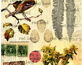 Digital Bird Collage Sheet - 8-1/2" x 11" - Bird 40