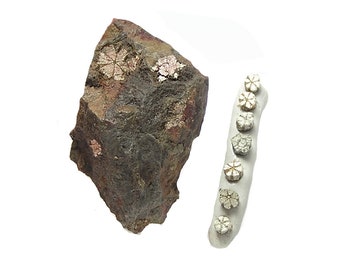 Cherry Blossom Stone Sakura Ishi Mica Pseudomorphing Cordierite Geological Oddity from Japan Thumbnail Mineral Specimen Tiny Earth Treasure