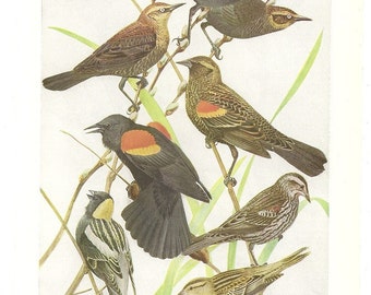 10 Old 1936 BIRDS of AMERICA Louis Agassiz Fuertes Book Plates