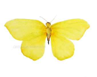 small yellow butterfly 5" x 7"archival print of original watercolor