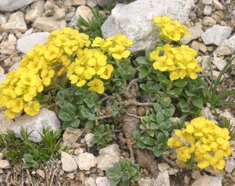 10 Seeds Alyssum ovirense