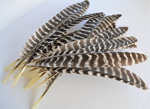 Long turkey feather quill wing pointer natural brown barred real ...