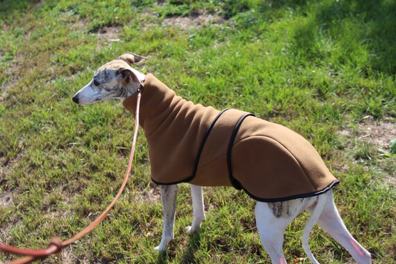 Australischer Windhund Australischer Windhund
