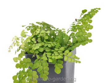 Adiantum venustum, Himalayan Maidenhair Fern for Miniature Garden, Fairy Garden