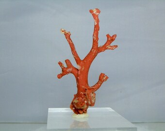 Red Coral Branch 117.65 carats Authentic Not Dyed or Polished Natural Red Colour Coral Specimen Collectible Section or Lapidary Supply