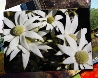 Flannel Flower Australia Postcard