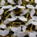 Felt Bees, Die Cut Bee, Felt Flying Insects, Decorative Bees, Pack of Honey Bees, Yellow Black White bees, Die Cut Craft Embellishments