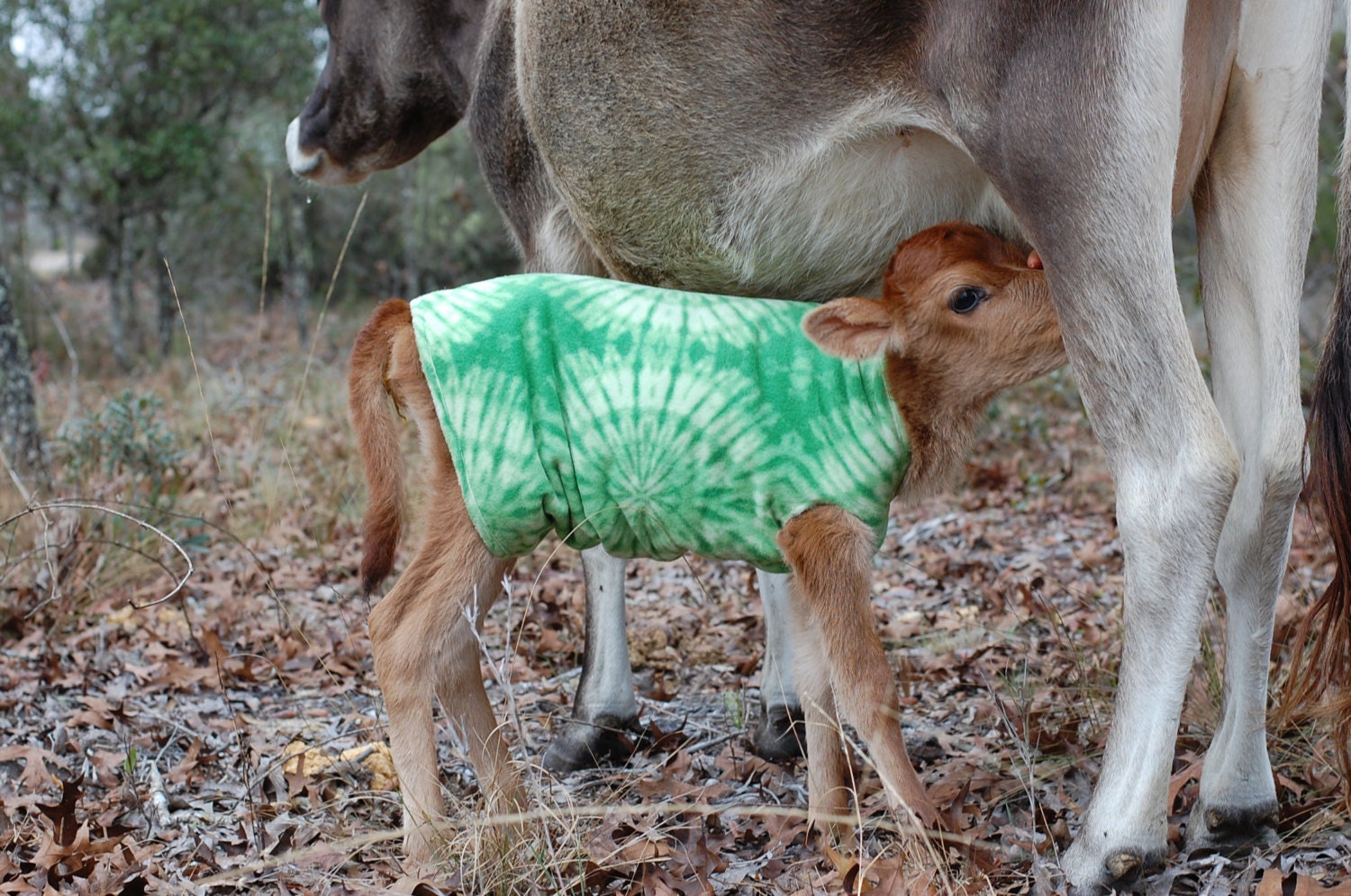 Baby Calf Sweater / Coat / Blanket Heifers or Bulls Many