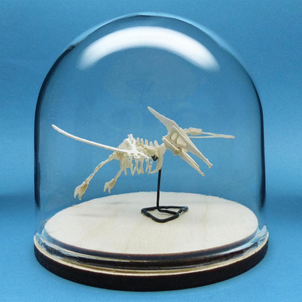 tiny pterodactyl