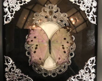 Opal butterfly taxidermy display! Real!